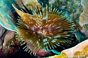 Sabellastarte sanctijosephii-Wakatobi Wangi Island-34m-20180601-Denis-ADER-DSC_2854_tn